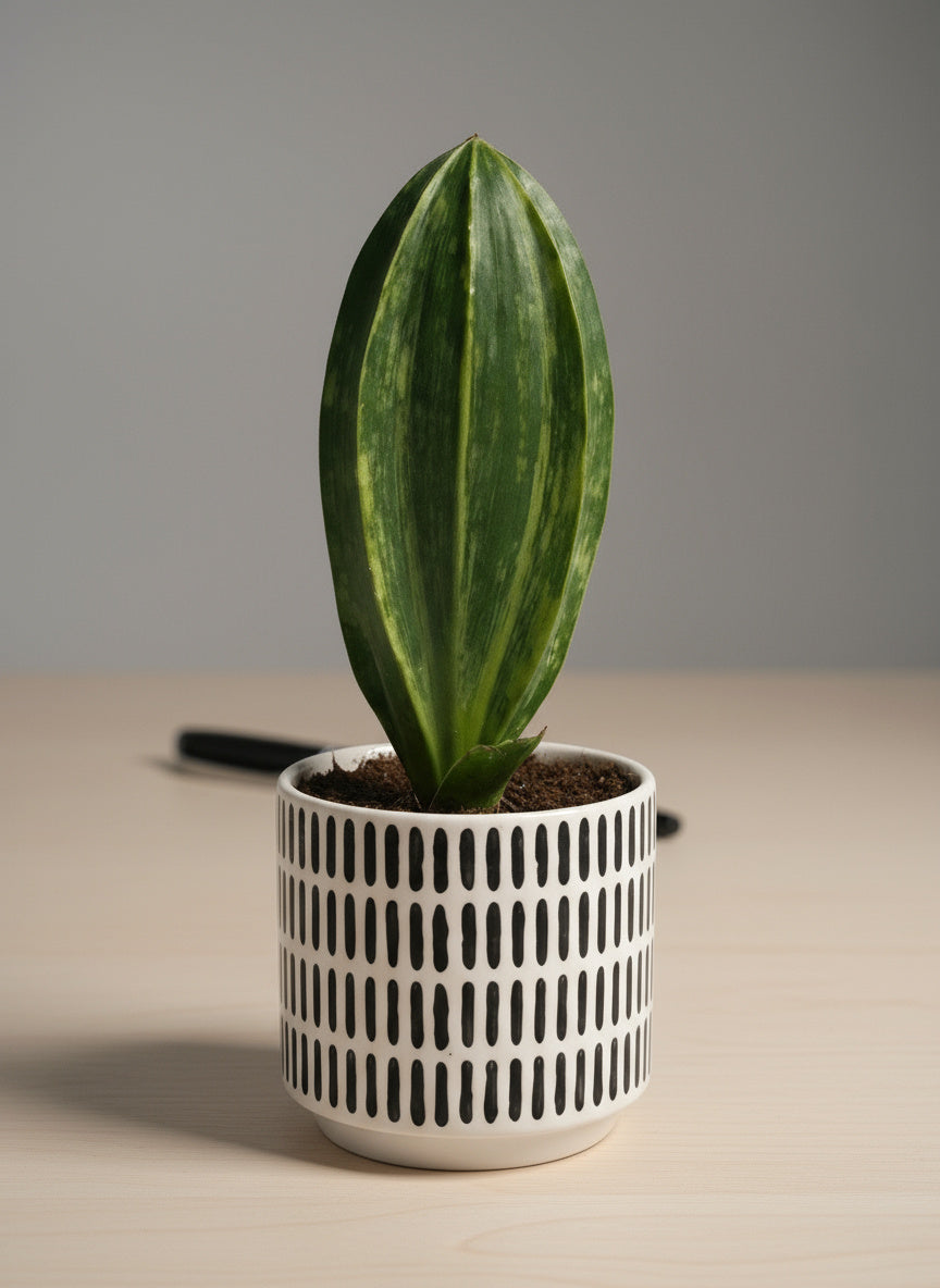 Little Whale Fin Variegated