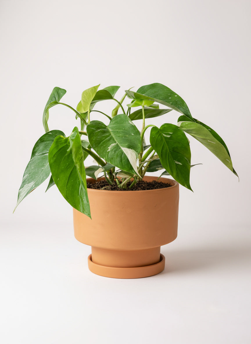 Philodendron White Princess