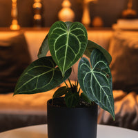 Crystal Red Anthurium Junior