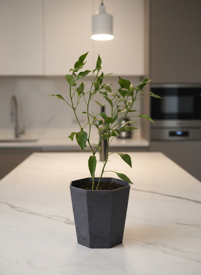 Chili Plant Padi Junior - Organic - Potted plant -  Tumbleweed Plants