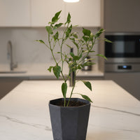 Chili Plant Padi Junior - Organic