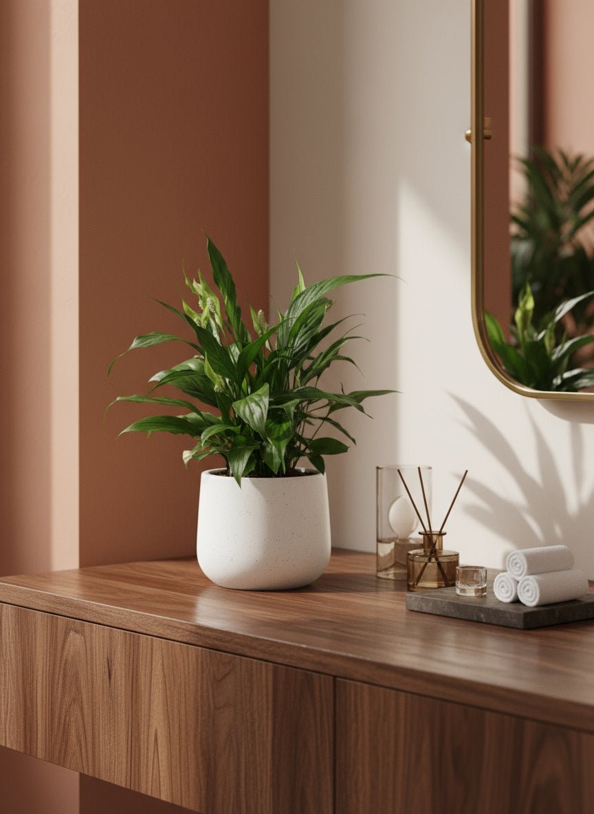 Peace Lily Junior - Potted plant - GIFT-PEAC-3271 - Tumbleweed Plants - Online Plant Delivery Singapore