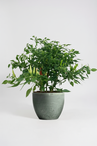 Chili Plant - Potted plant -  Tumbleweed Plants
