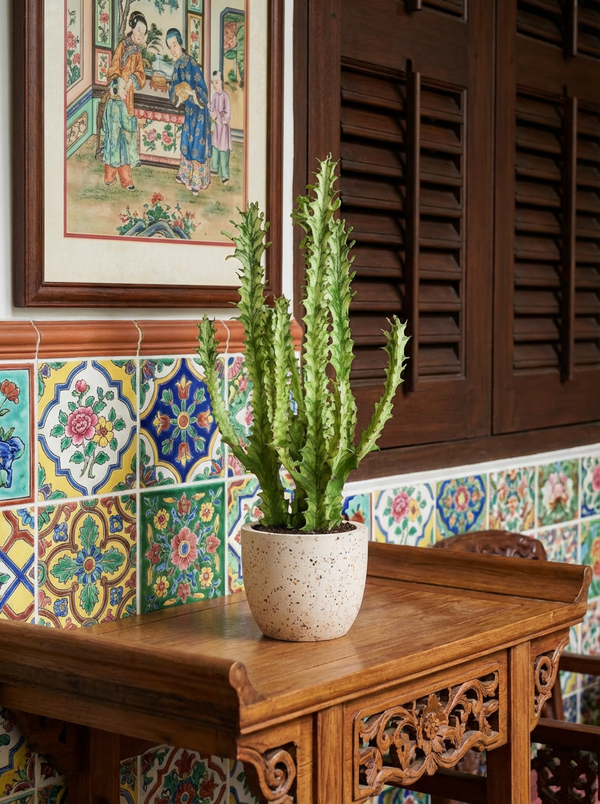 Medium Assorted Cactus