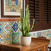 Medium Assorted Cactus