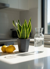 Sansevieria Trifasciata 'Futura Superba' - Potted plant -  Tumbleweed Plants