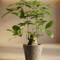 Money Tree - Single Trunk (0.6m)