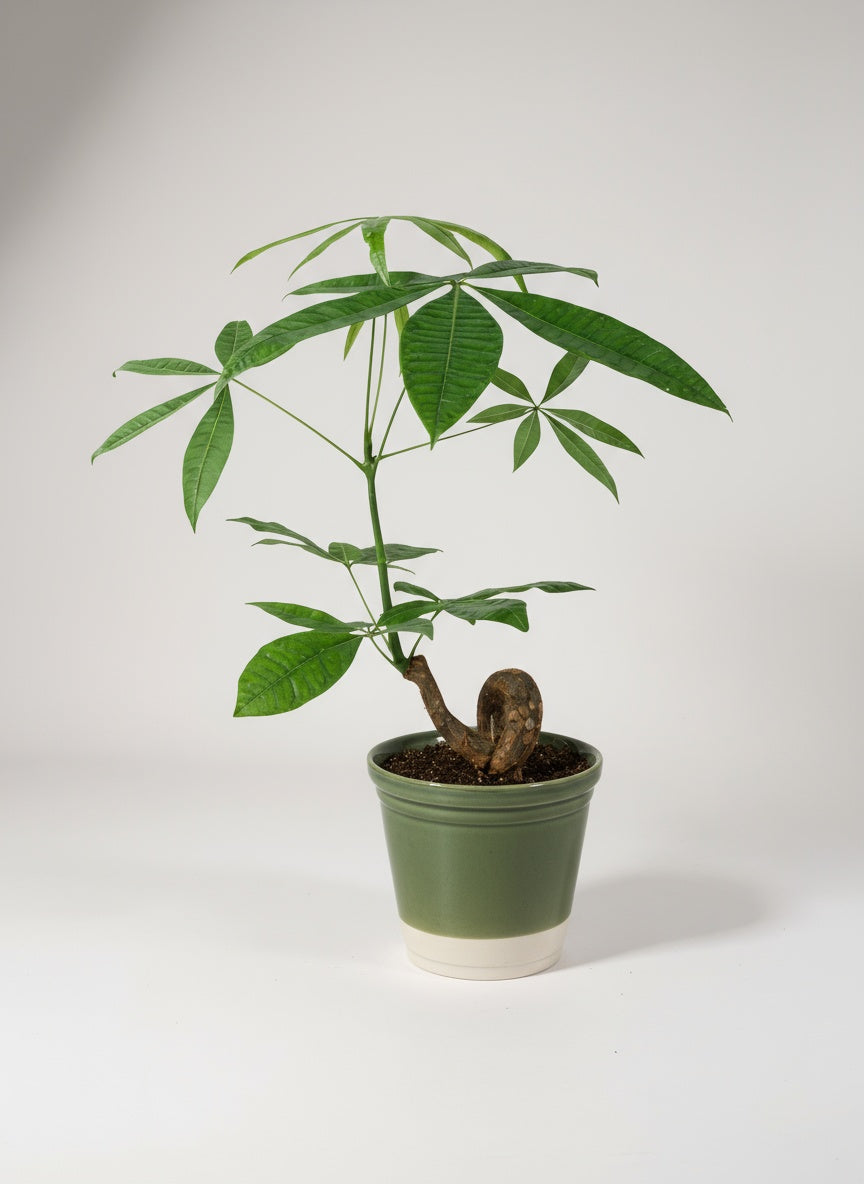 Money Tree Bonsai