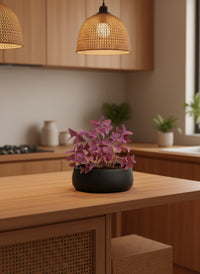 Oxalis Triangularis Purple Shamrocks