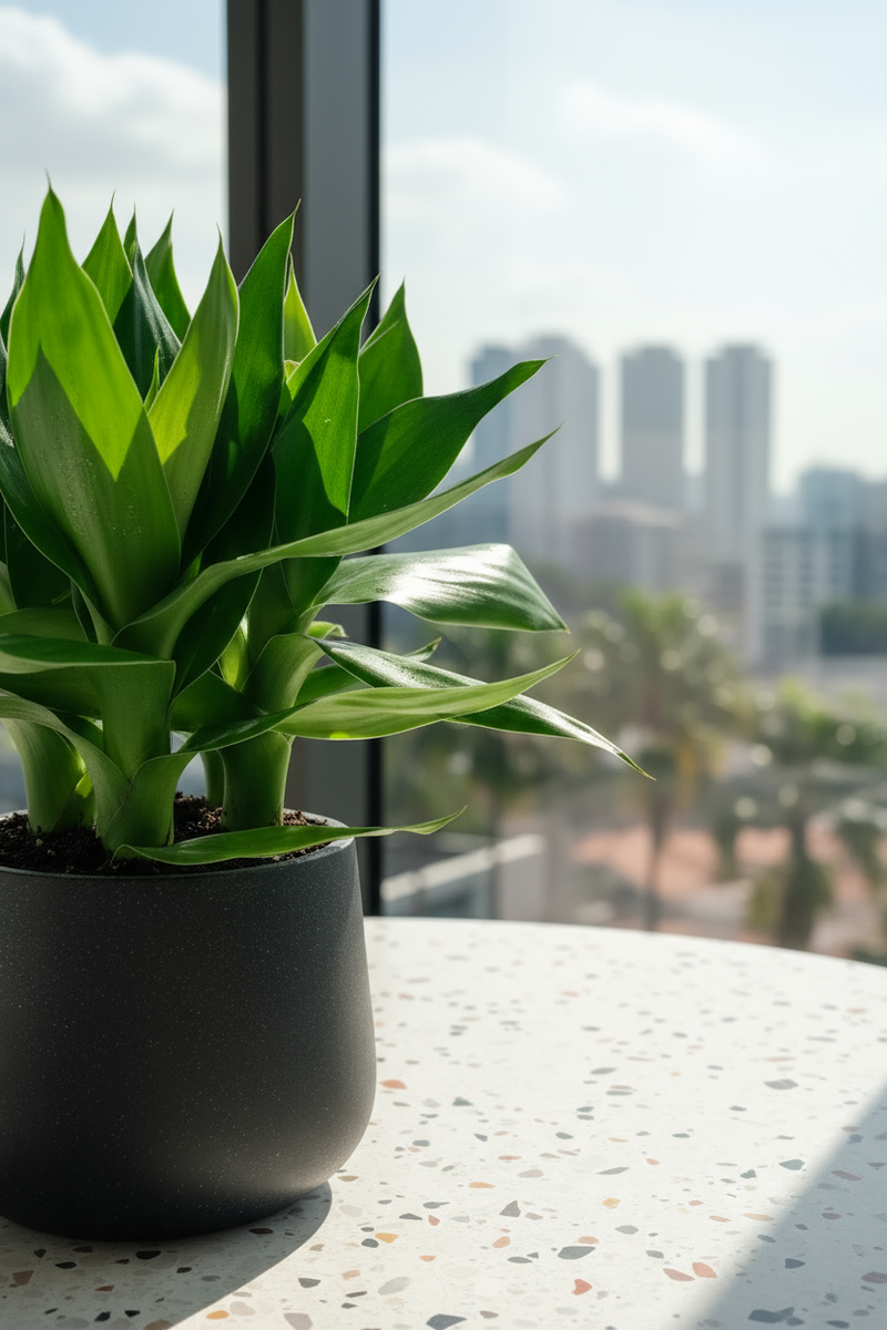 Dracaena Fortune Lotus Bamboo Plant - Potted plant -  Tumbleweed Plants