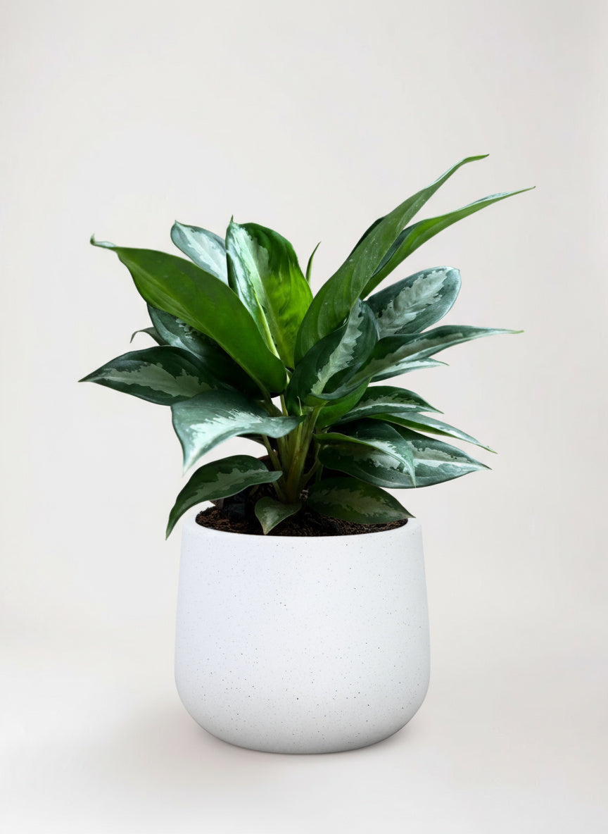 Aglaonema Pattaya Diamond Baby - Potted plant -  Tumbleweed Plants