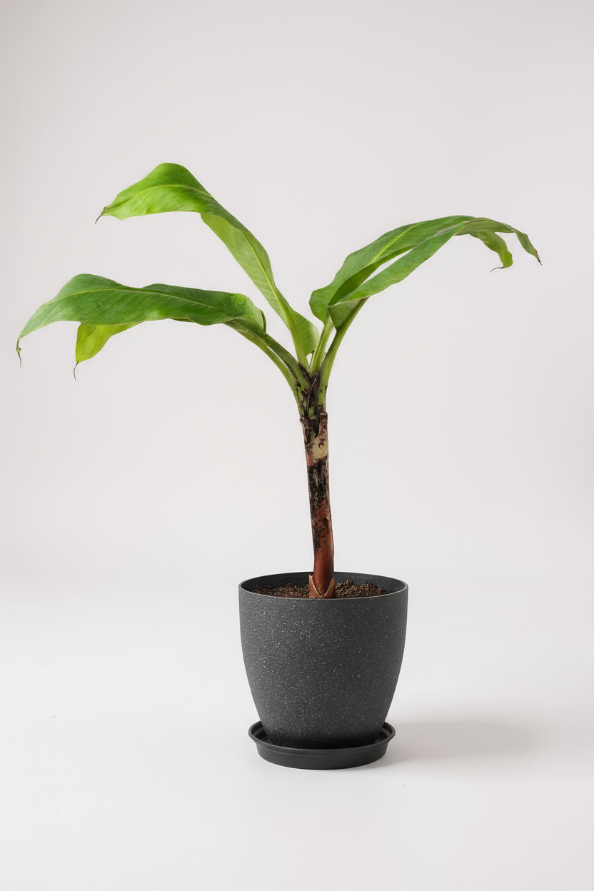 Banana Tree - Potted plant -  Tumbleweed Plants