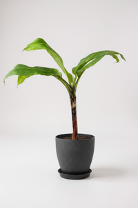 Banana Tree - Potted plant -  Tumbleweed Plants