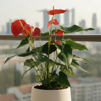 Anthurium Flamingo Red Tall