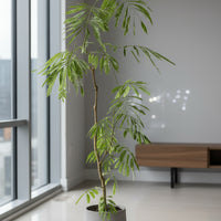 Everfresh Tree (Japan) 0.9-1.3m