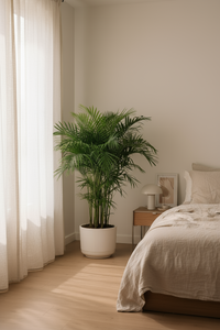 Bamboo Palm - Potted plant -  Tumbleweed Plants