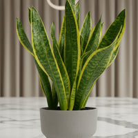 Sansevieria Trifasciata Laurentii Junior
