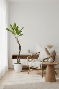 Dracaena Reflexa 'Song of India' - Houseplants - DR - SOI - 001 - Tumbleweed Plants - Online Plant Delivery Singapore