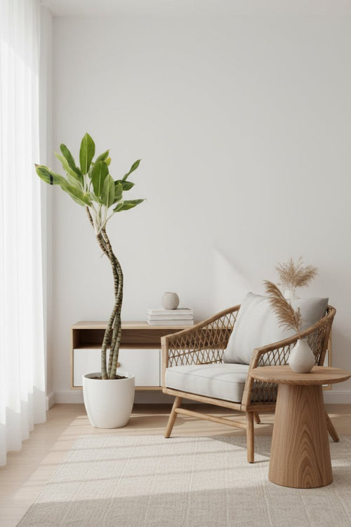 Dracaena Reflexa 'Song of India' - Houseplants - DR - SOI - 001 - Tumbleweed Plants - Online Plant Delivery Singapore