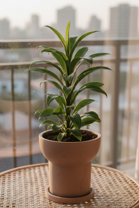 Cordyline 'Chocolate Queen' - Potted plant -  Tumbleweed Plants