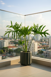 Philodendron Hope - Potted plant -  Tumbleweed Plants