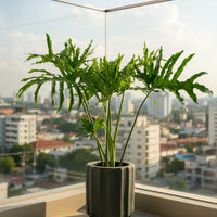 Philodendron Hope