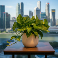 Epipremnum Aureum - Golden Pothos (Variegated)