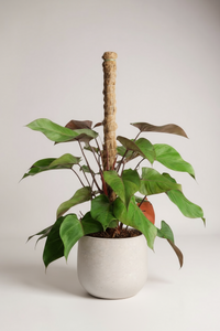 Philodendron Rojo Congo Plant - Potted plant -  Tumbleweed Plants