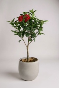 Camellia - Potted plant -  Tumbleweed Plants