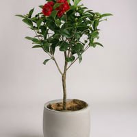 Camellia Blooms Standard