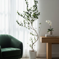Ficus Benjamina ‘Barok’ – Twisted Weeping Fig
