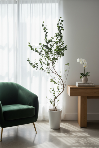 Ficus Benjamina ‘Barok’ – Twisted Weeping Fig