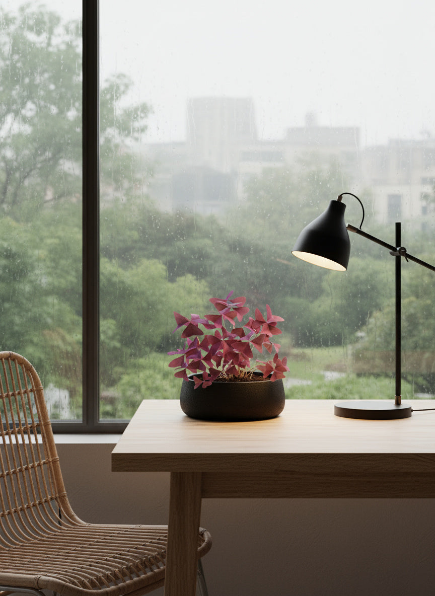 Oxalis Triangularis Purple Shamrocks