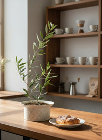 Olive Plant Kodomo - Japan