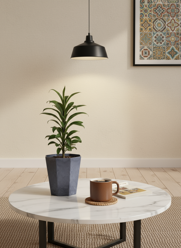 Cordyline 'Chocolate Queen' - Potted plant -  Tumbleweed Plants