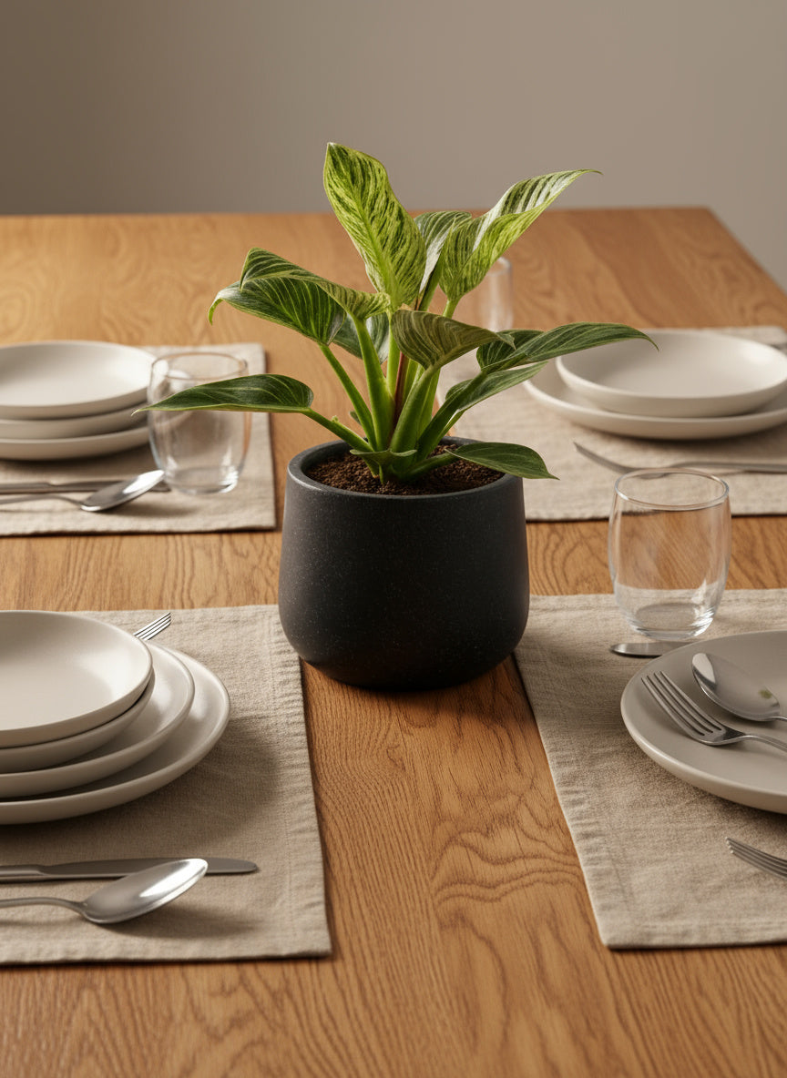 Philodendron Birkin - Potted plant -  Tumbleweed Plants