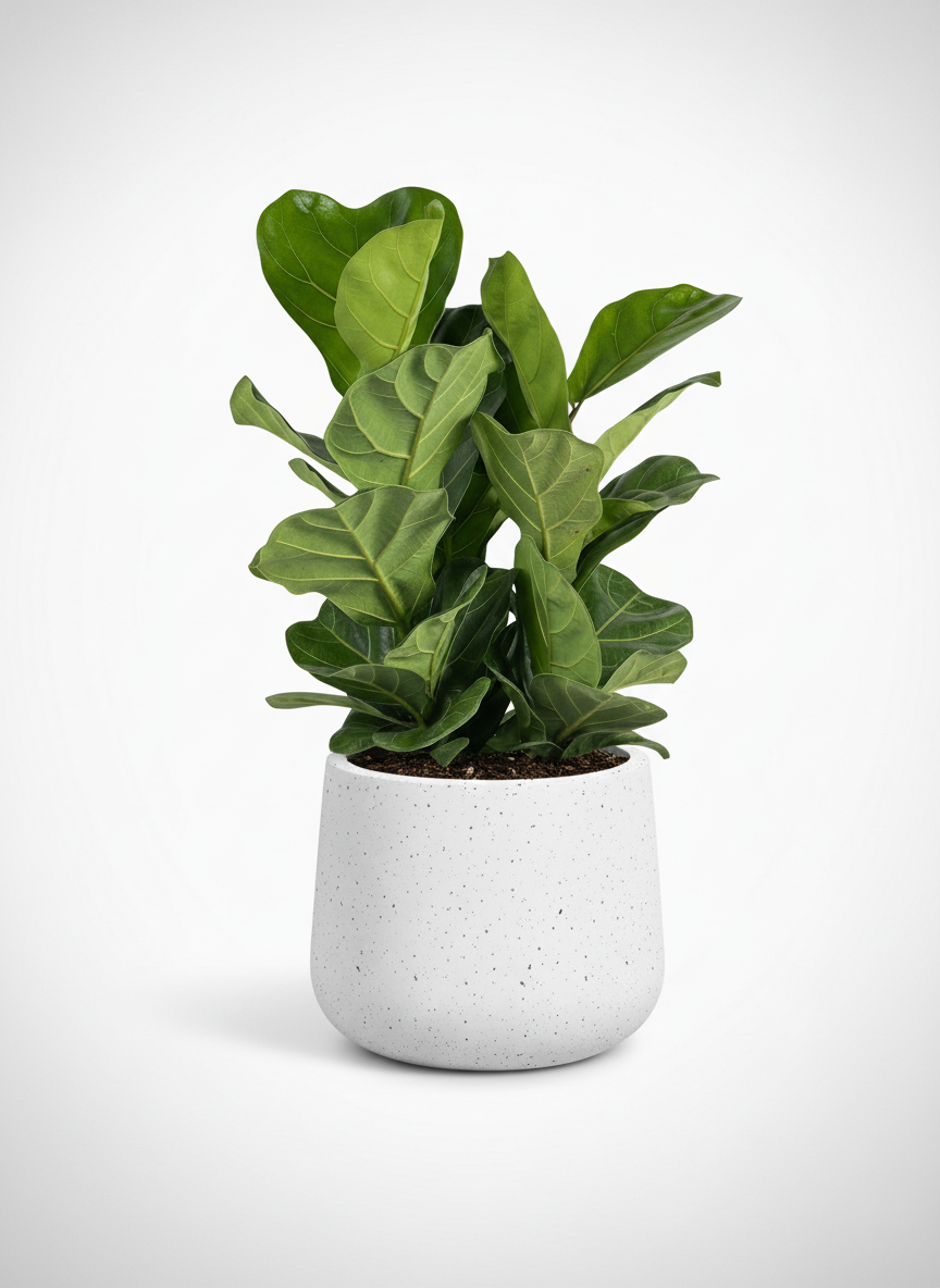Ficus lyrata 3-in1 Plant