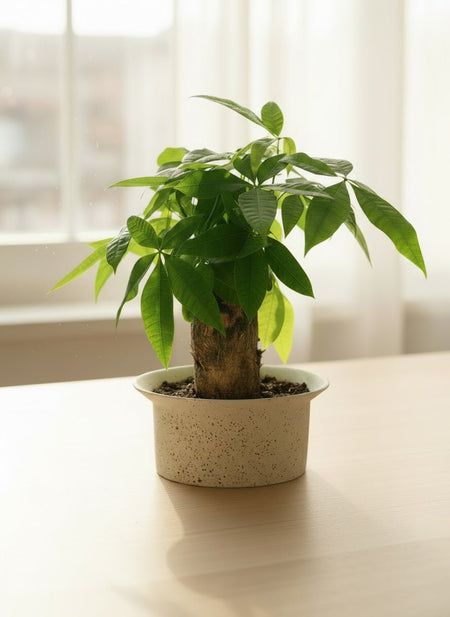 Money Tree Fat Boy - Potted plant - GIFT-THIC-GRW-4929 - Tumbleweed Plants - Online Plant Delivery Singapore