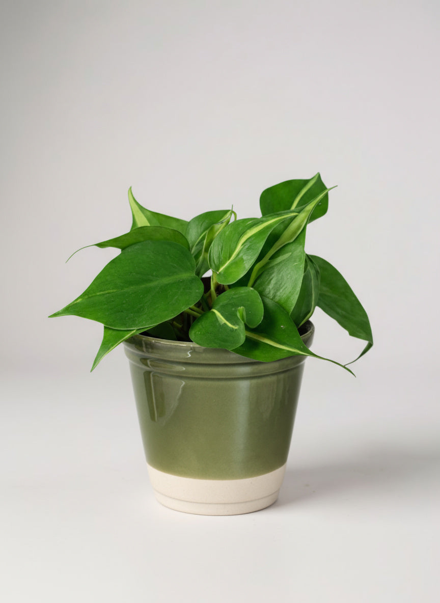 Philodendron Brasil