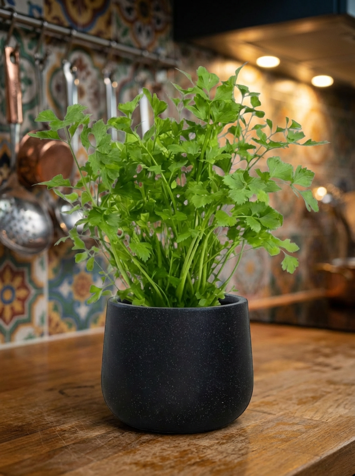 Parsley