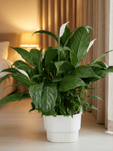Everfresh Tree: The Complete Care Guide for Singapore