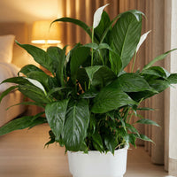 Peace Lily in Hydroease - Self Watering