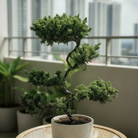 Abundance Juniper Bonsai Tree (5-tier)