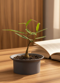 Bottle Tree Baby - Brachychiton Rupestris (Japan)