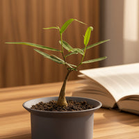 Bottle Tree Baby - Brachychiton Rupestris (Japan)