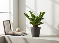 ZZ Plant - Medium - Potted plant -  Tumbleweed Plants