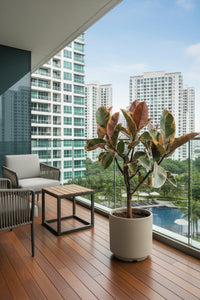 Ficus Elastica Ruby - Rubber Tree Variegated - Potted plant -  Tumbleweed Plants
