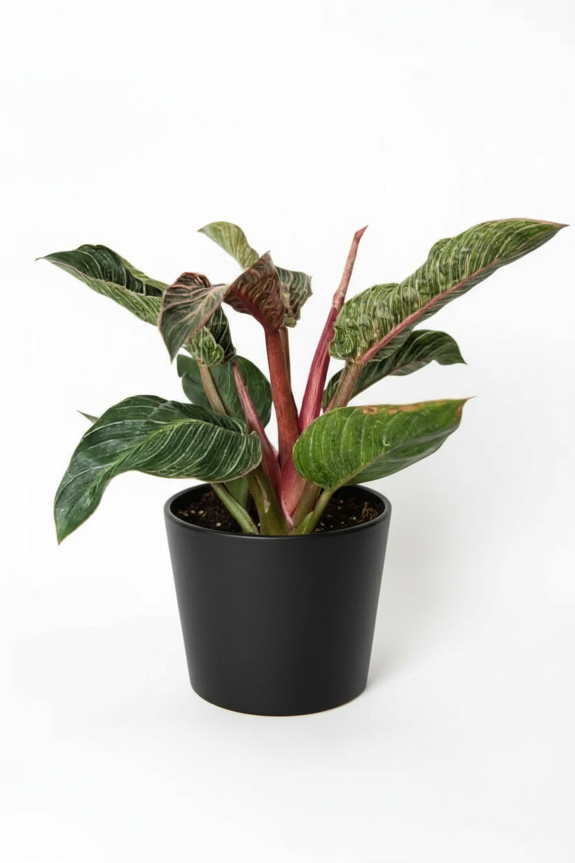 Philodendron Birkin - Pink - Potted plant -  Tumbleweed Plants
