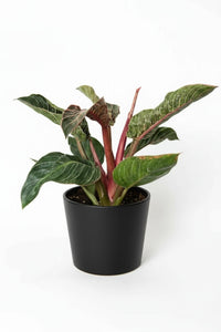 Philodendron Birkin - Pink - Potted plant -  Tumbleweed Plants