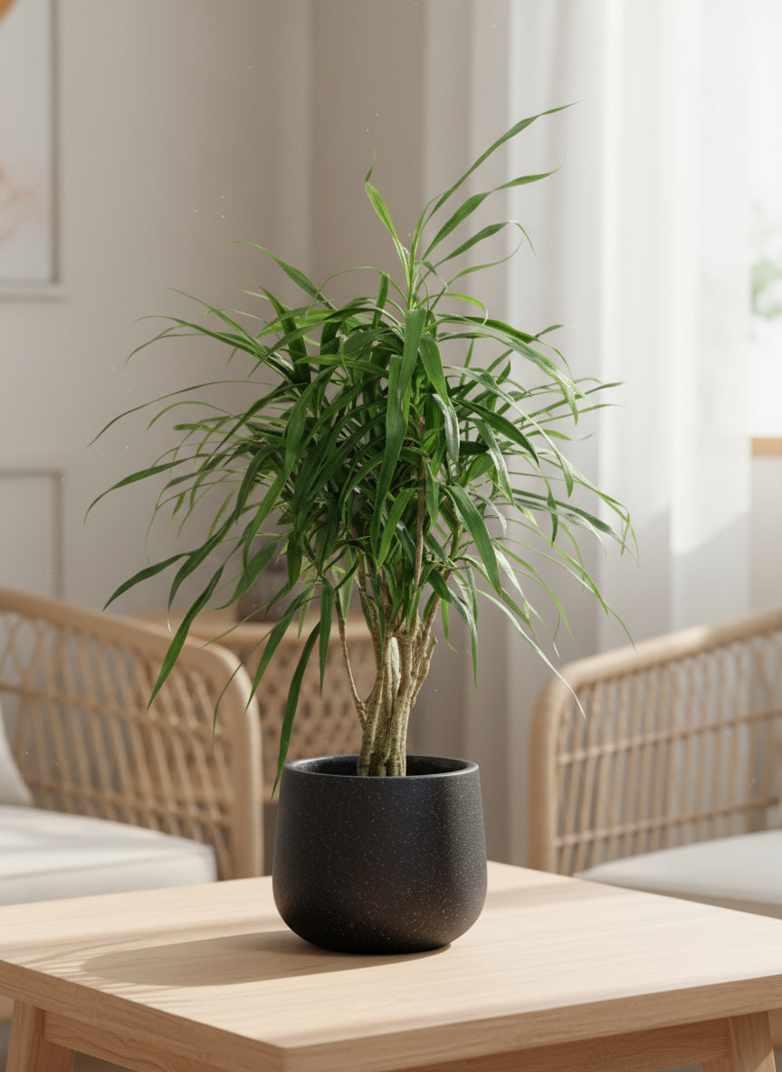Mini Dracaena Marginata